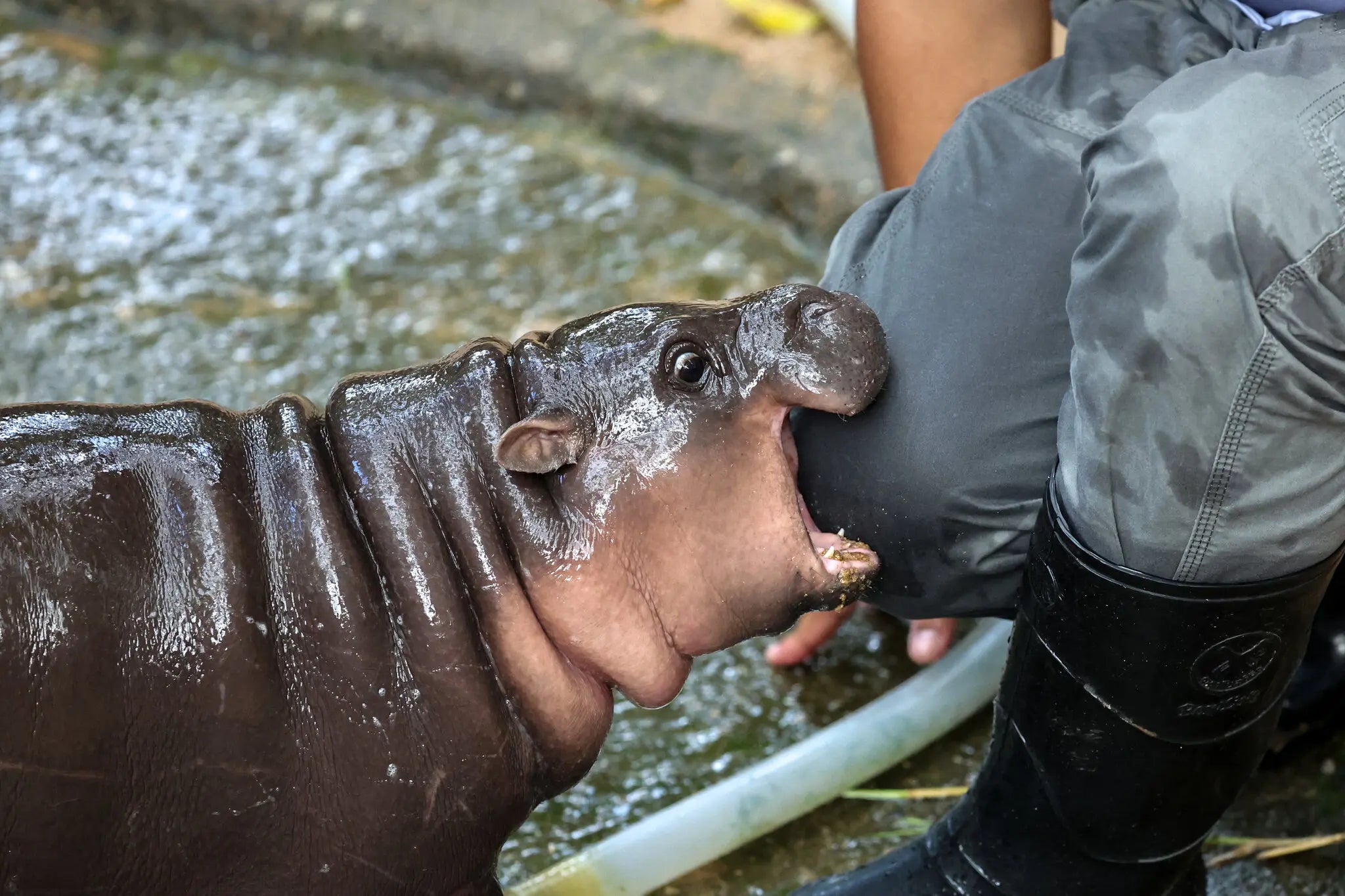 Meet Moo Deng: The Internet’s New Pygmy Hippo Darling and What We Can Learn About Wildlife Conservation